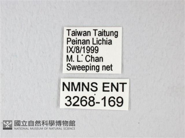 淡青雅波灰蝶藏品圖，第3張