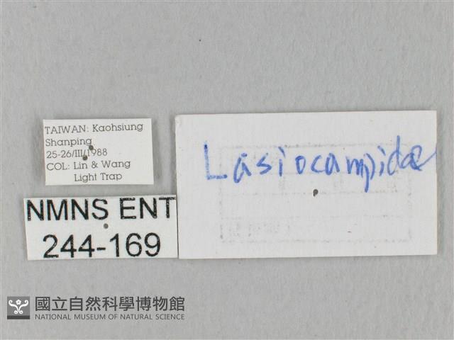 竹黃斜帶枯葉蛾藏品圖，第3張