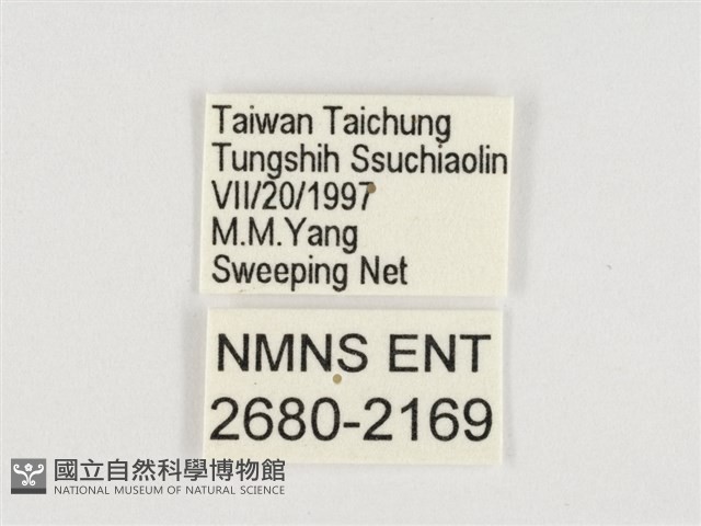 小紫斑蝶藏品圖，第3張