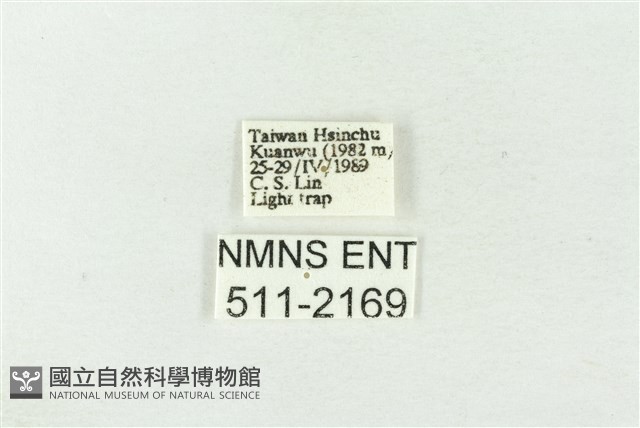 棍棒污燈蛾藏品圖，第3張