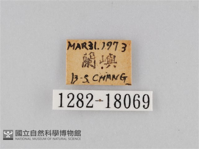 豆環蛺蝶藏品圖，第3張