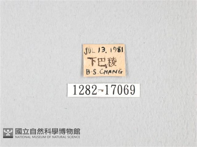 無尾白紋鳳蝶藏品圖，第3張