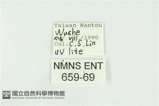 黑翅黃毒蛾藏品圖，第3張