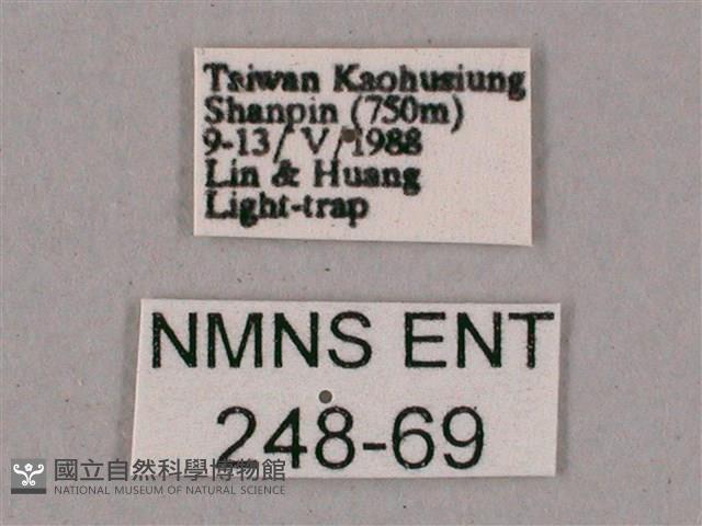 榆綠天蛾藏品圖，第3張