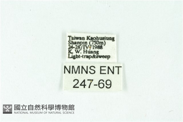 三條橙燈蛾藏品圖，第3張