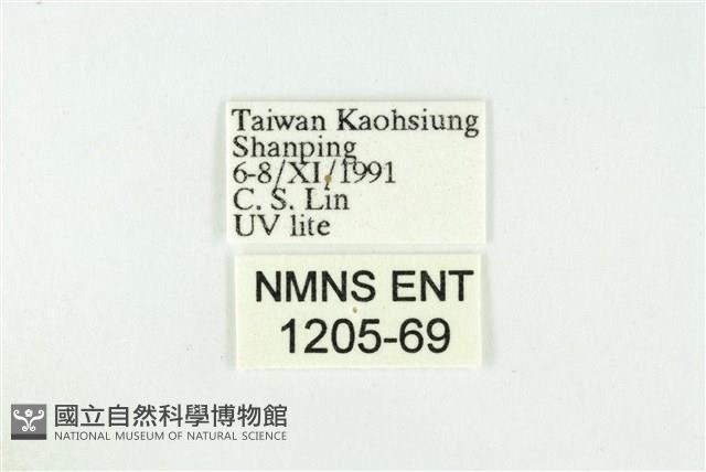 黑翅黃毒蛾藏品圖，第3張