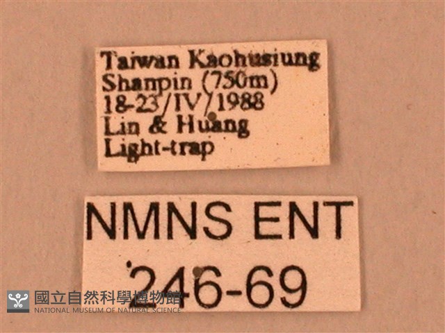 臺灣鋸翅天蛾藏品圖，第3張
