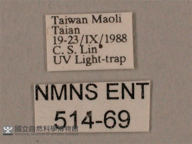 棕綠背線天蛾藏品圖，第3張