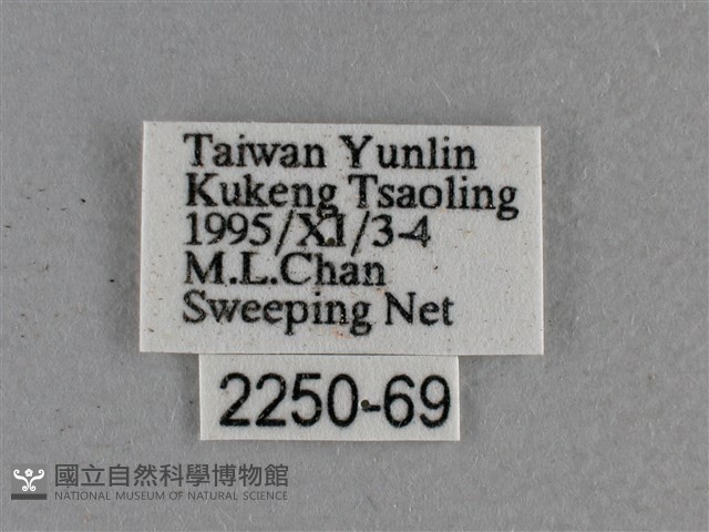 小稻弄蝶藏品圖，第3張