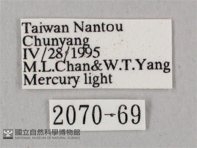 桃紅六點天蛾藏品圖，第3張