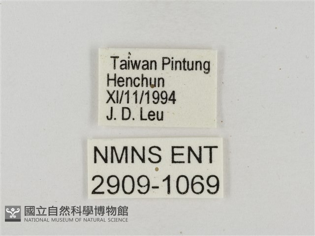 熱帶白裙弄蝶藏品圖，第3張