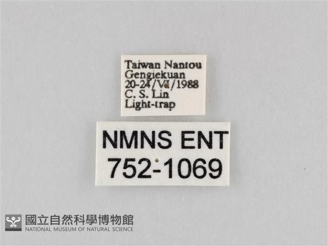 斜紋夜盜蛾藏品圖，第3張