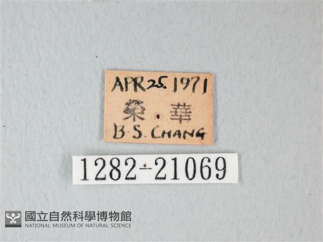 細邊琉灰蝶藏品圖，第3張