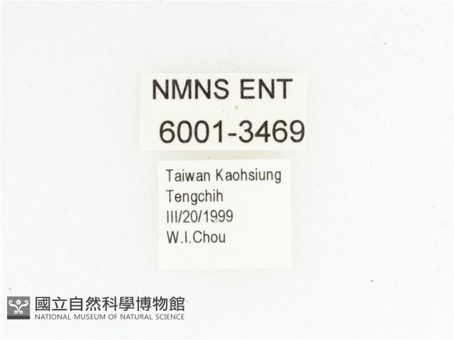 艷邊花金龜藏品圖，第2張