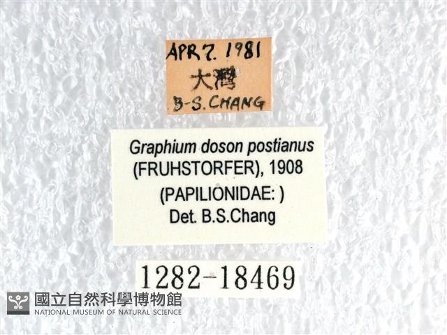 木蘭青鳳蝶藏品圖，第3張