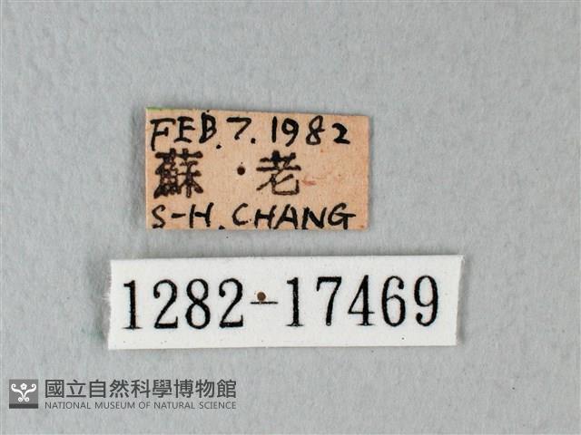 緣點白粉蝶藏品圖，第3張