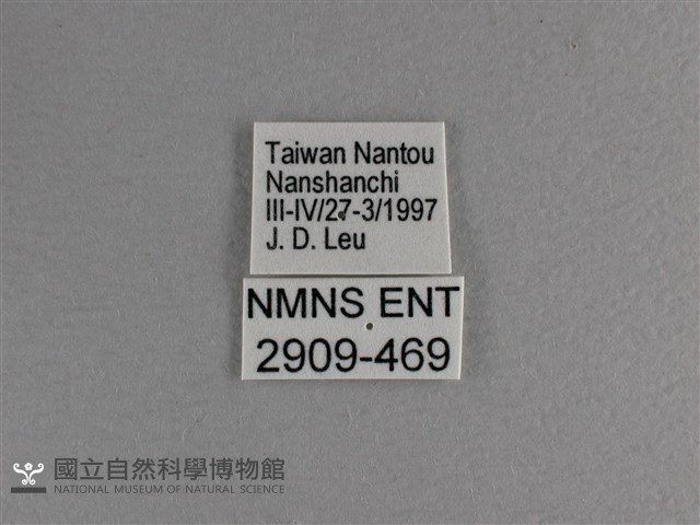 小雙尾蛺蝶藏品圖，第3張