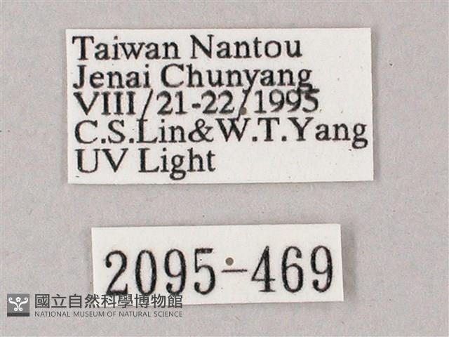 榆綠天蛾藏品圖，第3張