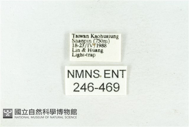 連珠波紋蛾藏品圖，第3張