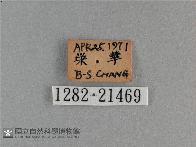 長紋黛眼蝶藏品圖，第3張