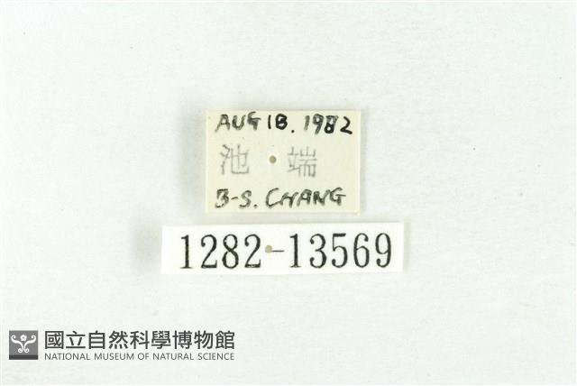 樹形尺蛾藏品圖，第3張