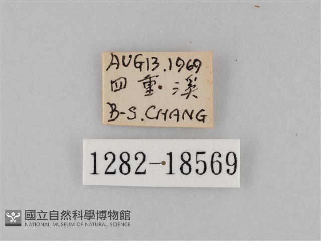 雙標紫斑蝶藏品圖，第3張
