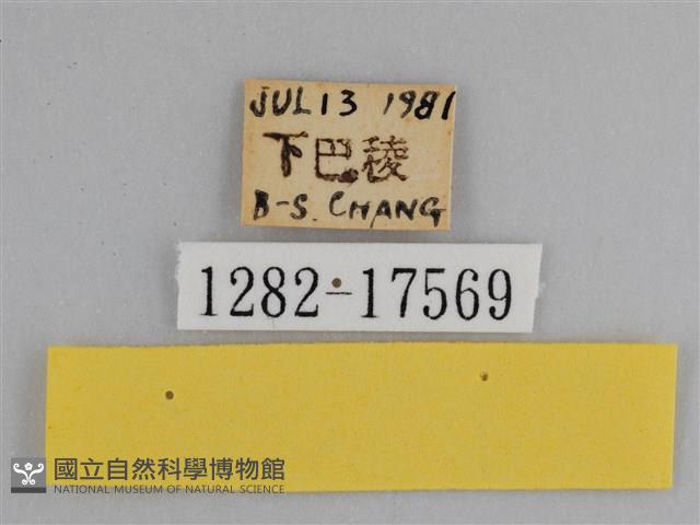 豔粉蝶藏品圖，第3張