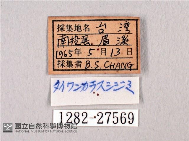 臺灣洒灰蝶藏品圖，第3張
