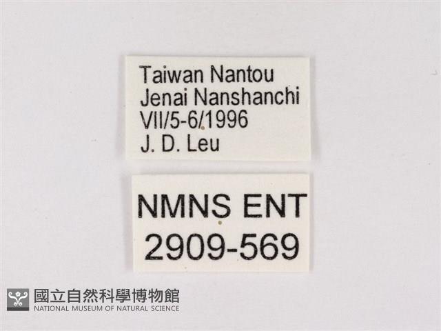 嫵琉灰蝶藏品圖，第3張