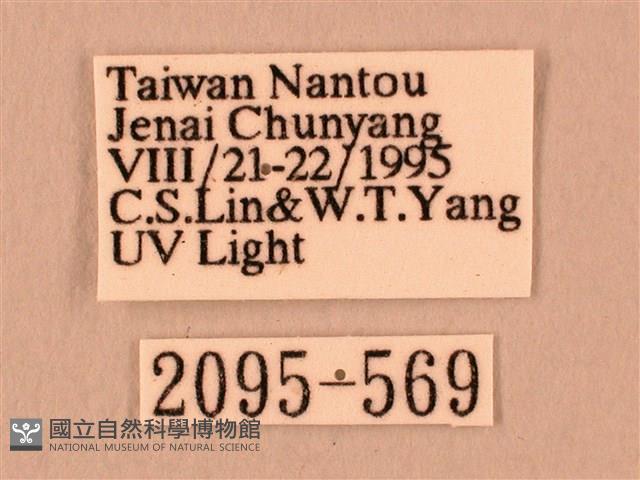 白星天蛾藏品圖，第3張