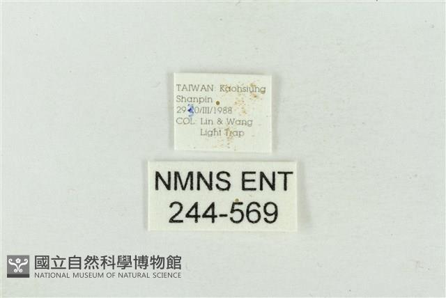 連珠波紋蛾藏品圖，第3張