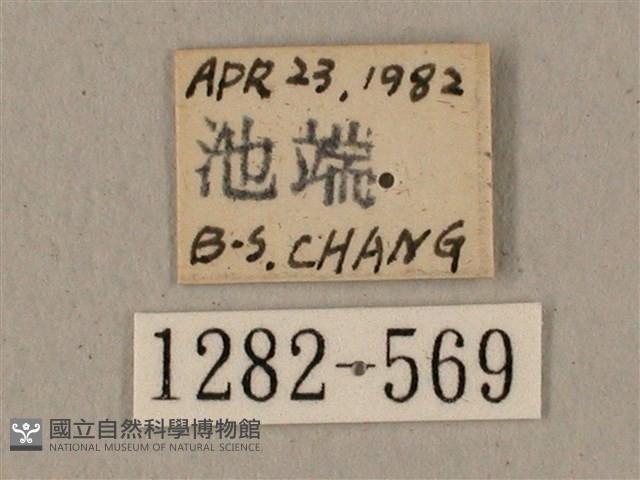 全緣缺角天蛾藏品圖，第3張