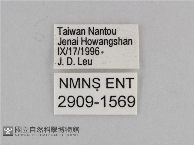 紫帶眉眼蝶藏品圖，第3張