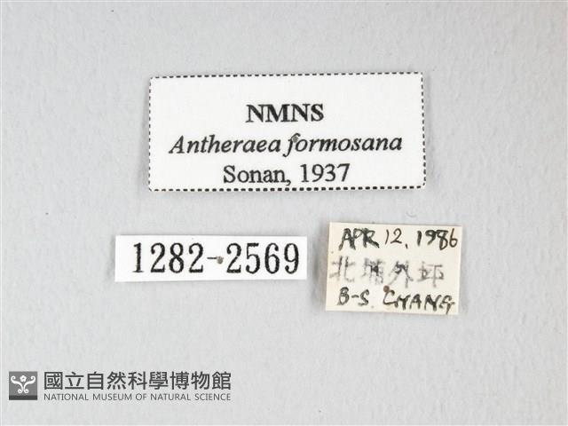 紅目天蠶蛾藏品圖，第3張