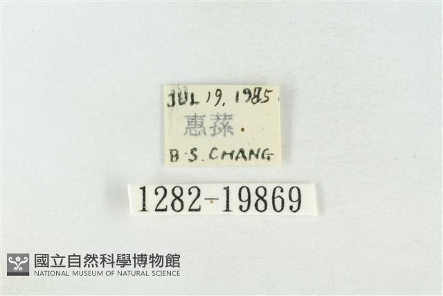 基褐綠刺蛾藏品圖，第3張