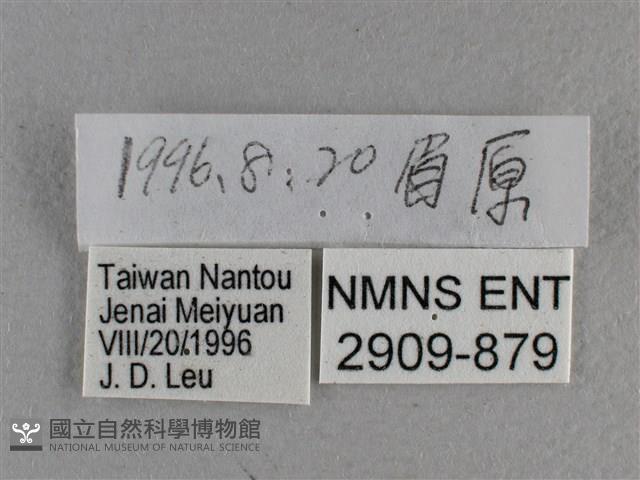 白斑弄蝶藏品圖，第3張