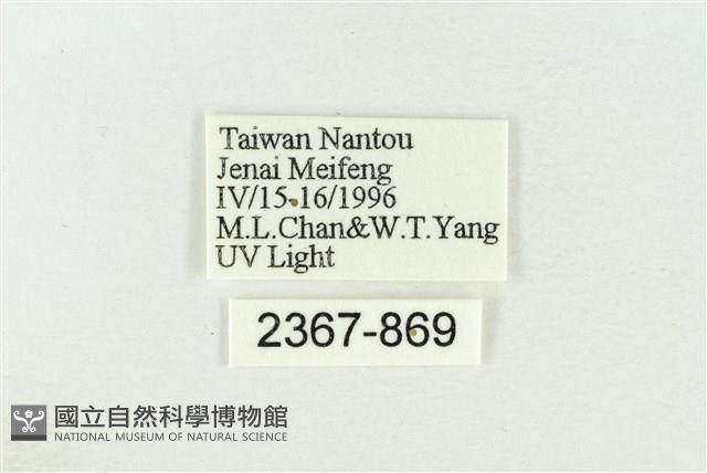 棍棒污燈蛾藏品圖，第3張