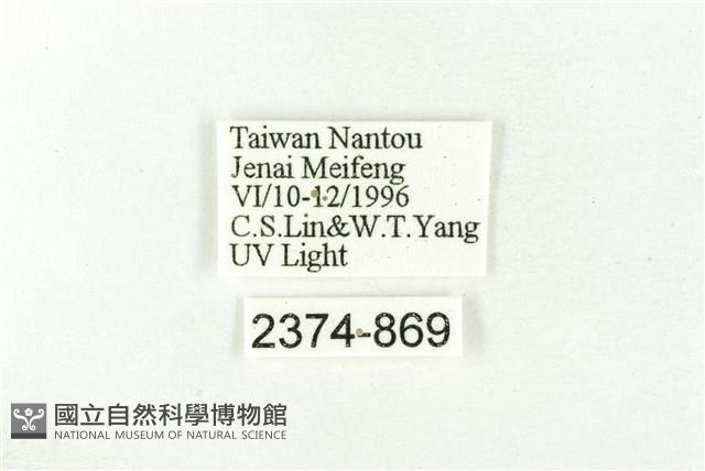 樹形尺蛾藏品圖，第3張