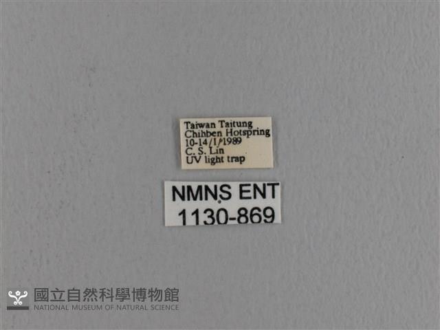 波紋枯葉蛾藏品圖，第3張