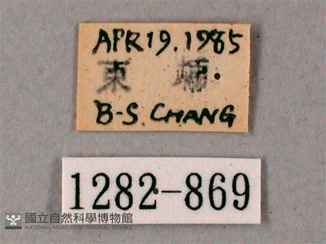 齒翅三線天蛾藏品圖，第3張