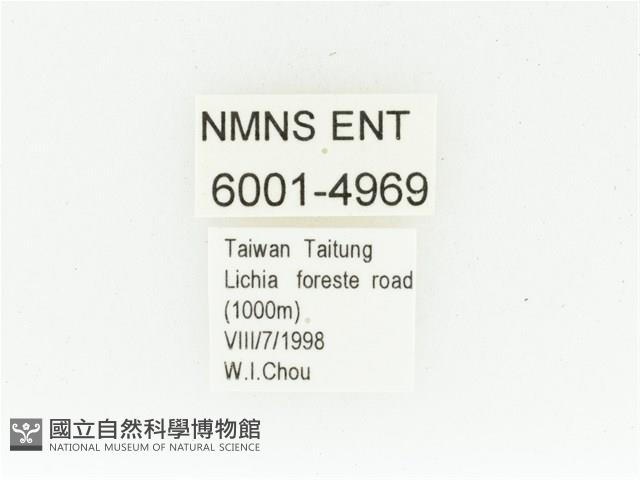 艷邊花金龜藏品圖，第2張