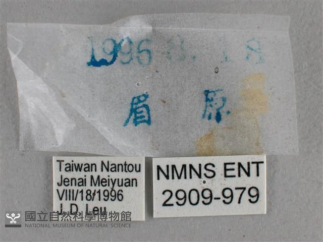 圓翅絨弄蝶藏品圖，第3張