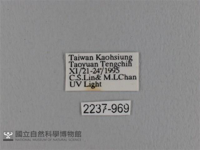 波紋枯葉蛾藏品圖，第3張