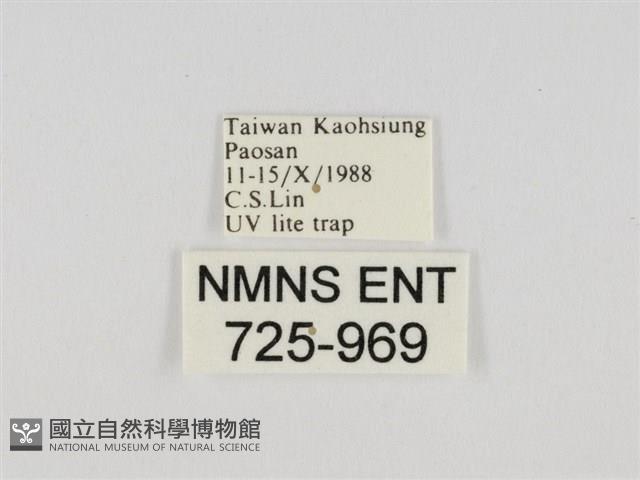 線紋篩蛾藏品圖，第3張