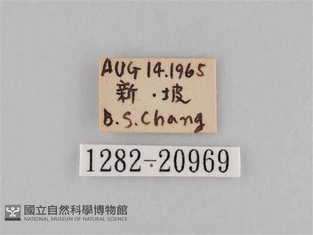 密紋波眼蝶藏品圖，第3張