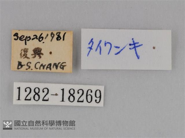 亮色黃蝶藏品圖，第3張