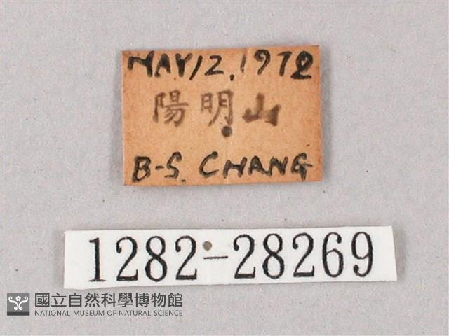 綠背斜紋天蛾藏品圖，第3張