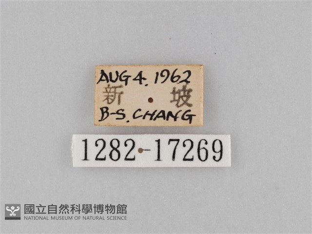 雙標紫斑蝶藏品圖，第3張