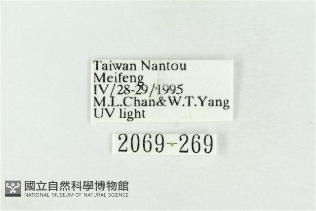 臺灣銀斑異波紋蛾藏品圖，第3張