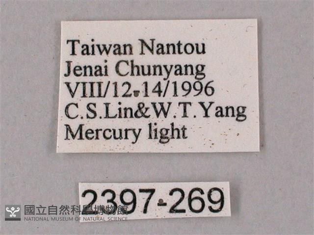 榆綠天蛾藏品圖，第3張